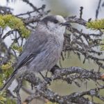 Canada Jay (image by Pete Morris)