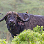 Cape Buffalo (image by Pete Morris)