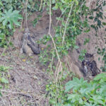 Cape Eagle Owl (Mackinder's) (image by Pete Morris)