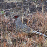 Cheer Pheasant (image by Hannu Jannes)