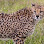 Cheetah (image by Nik Borrow)