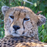 Cheetah (image by Nik Borrow)