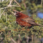 Chestnut Sparrow (image by Pete Morris)