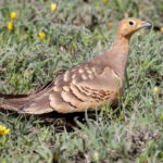 Chestnut-bellied Sandgrouse (image by Nik Borrow)
