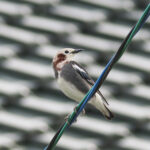 Chestnut-cheeked Starling (image by Dave Farrow)
