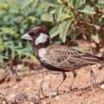 Chestnut-headed Sparrow-Lark (image by Pete Morris)