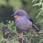 Chestnut-throated Apalis (image by Pete Morris)