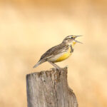 Chihuahuan Meadowlark (image by Charles Davies)