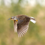 Chihuahuan Meadowlark (image by Charles Davies)