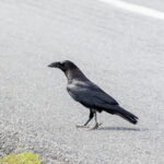 Chihuahuan Raven (image by Leo Garrigues)