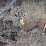 Chinkara (image by Hannu Jannes)