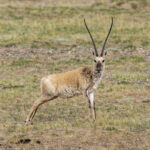 The endangered Chiru or Tibetan Antelope (image by Mark Beaman)