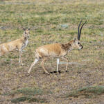 Chirus or Tibetan Antelopes (image by Mark Beaman)