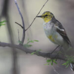 Citrine Wagtail (image by Hannu Jannes)