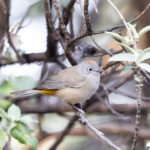 Colima Warbler (image by Leo Garrigues)