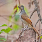 Collared Palm Thrush (image by Pete Morris)