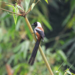 Collared Treepie (image by Hannu Jännes)