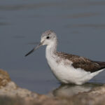 Common Greenshank (image by Hannu Jannes)