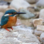 Common Kingfisher (image by Hannu Jannes)
