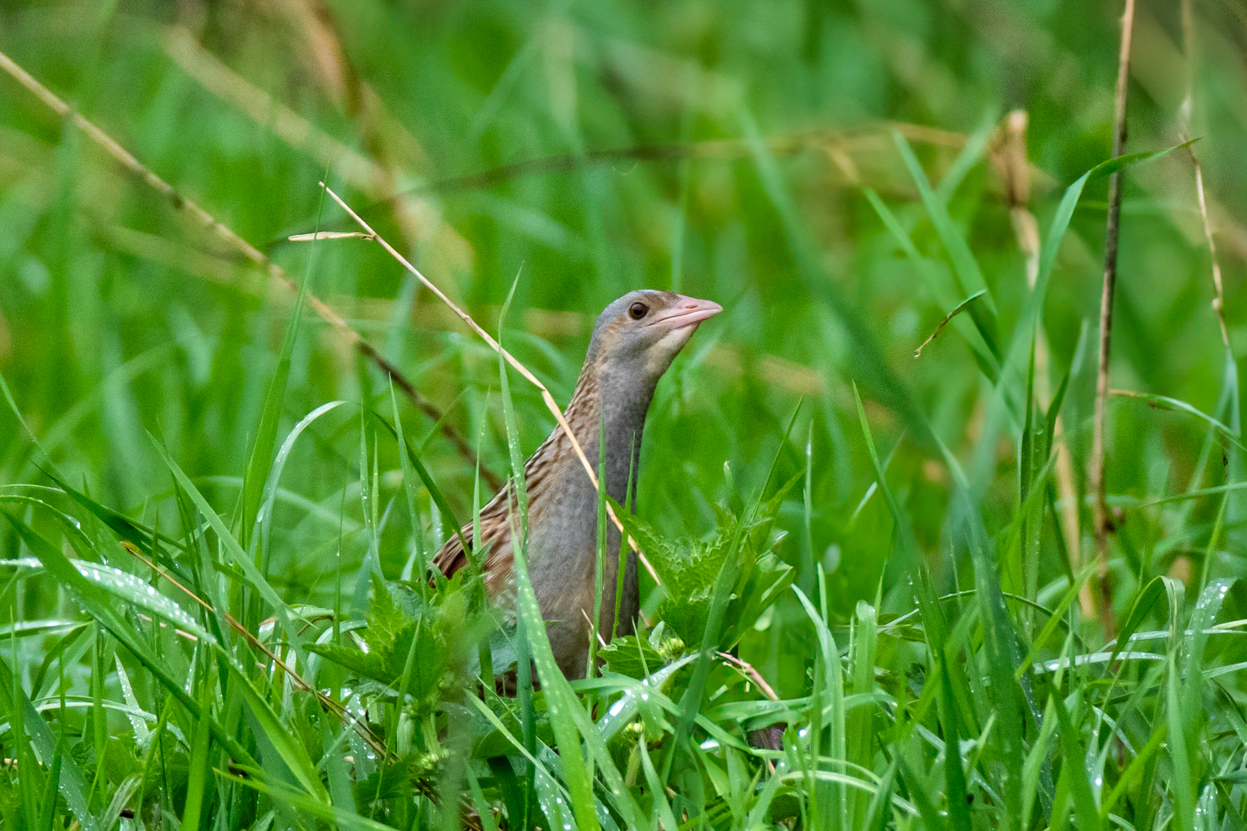 Corncrake (image by Aaron Budgor)