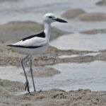 Crab-Plover (image by Pete Morris)