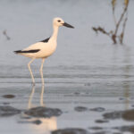 Crab Plover (image by Janos Olah)