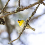 Crescent-chested Warbler (image by Leo Garrigues)