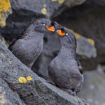 Crested Auklets (image by Pete Morris)