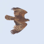 Crested Honey Buzzard (image by Janos Olah)
