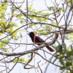 Crimson-collared Grosbeak (image by Leo Garrigues)