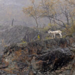 Dall Sheep (image by Pete Morris)