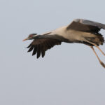 Demoiselle Crane (image by Hannu Jannes)