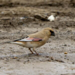 Desert Finch (image by Mark Beaman)