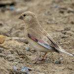 Desert Finch female (image by Mark Beaman)