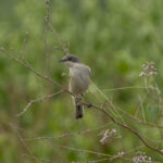 Desert Whitethroat (image by Mark Beaman)