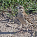 Donaldson Smith's Sparrow-Weaver (image by Pete Morris)