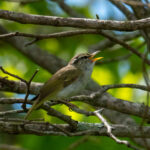 Eastern Crowned Warbler (image by Dave Farrow)