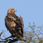 Eastern Imperial Eagle (image by Hannu Jannes)