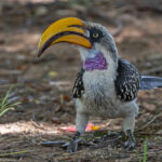 Eastern Yellow-billed Hornbill (image by Pete Morris)