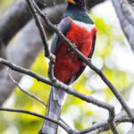 Elegant Trogon (image by Leo Garrigues)