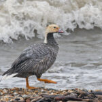 Emperor Goose (image by Pete Morris)