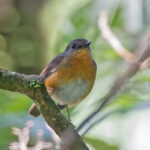 Equatorial Akalat (image by Pete Morris)