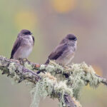 Ethiopian Martins (image by Pete Morris)