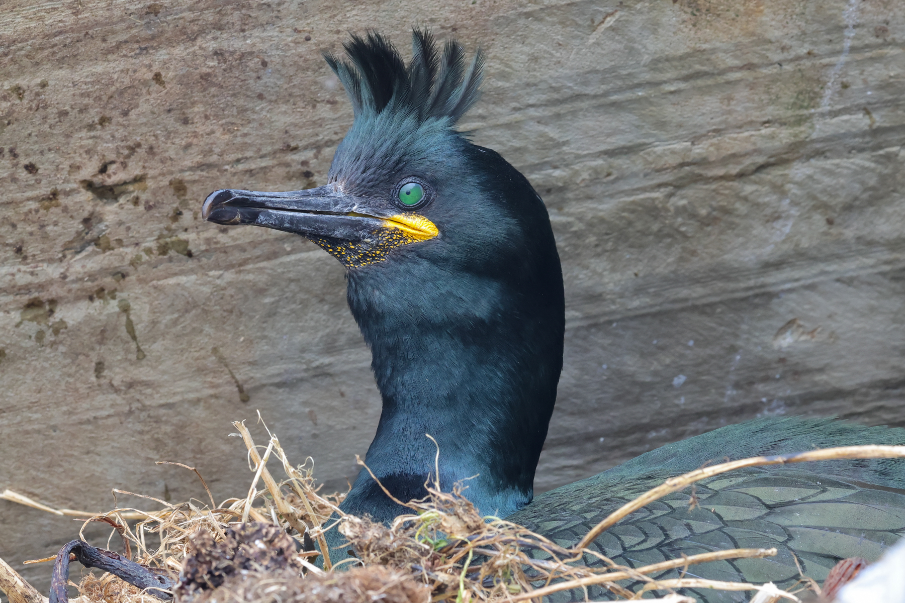 European Shag (image by Hannu Jännes)