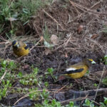 Evening Grosbeaks (image by Leo Garrigues)