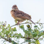 Flappet Lark (image by Nik Borrow)
