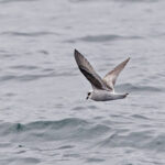 Fork-tailed Storm Petrel (image by Pete Morris)
