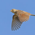 Friedmann's Lark (image by Pete Morris)