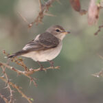 Gambaga Flycatcher (image by Janos Olah)