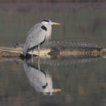 Gharial and Grey Heron (image by Hannu Jannes)